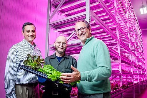 Philips and Green Sense Farms harness LEDs for horticulture