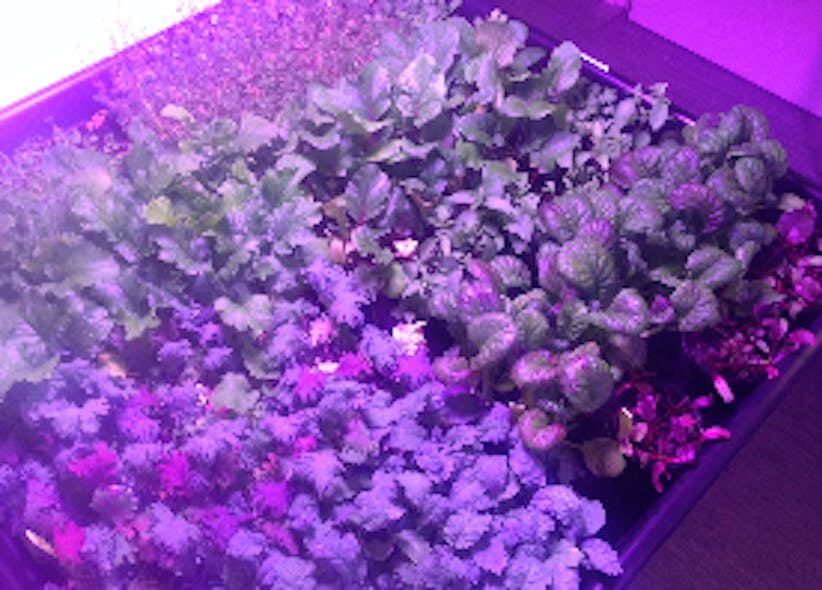 Sweden restaurant leverages horticultural LED lighting to grow herbs and produce for in-house use