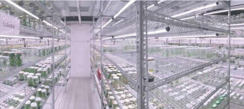 Valoya delivers wide-spectrum LED tubes for Selecta Klemm's tissue culture production facility