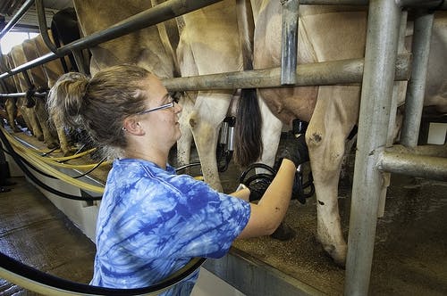 LED lighting increases milk production at Michigan dairy