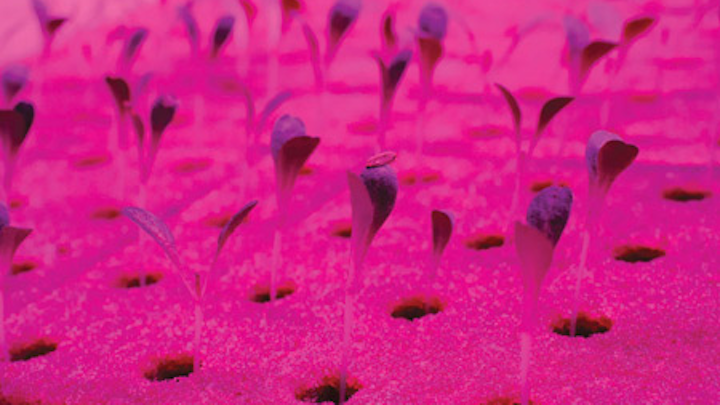 LED technology serves rapidly growing horticultural lighting market