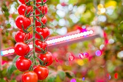After a taster, French tomato farm goes for a bigger course of LED-aided horticulture