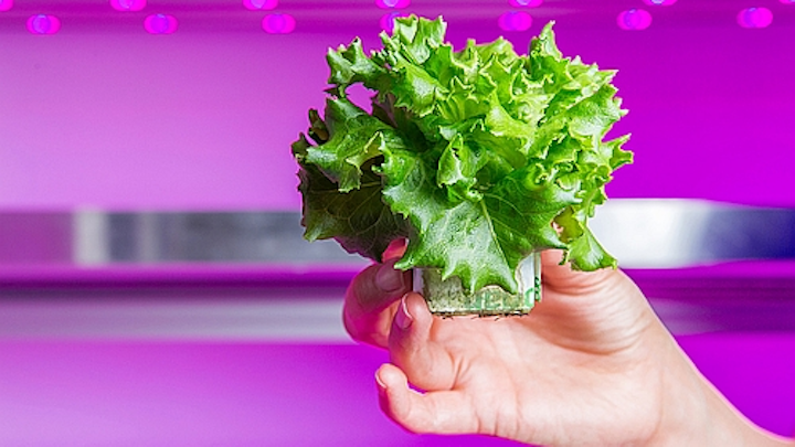 Philips adds dynamic color mixing to its horticultural LED lighting system
