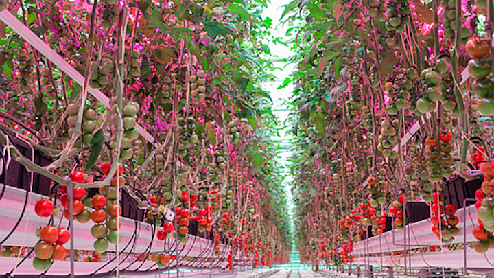 Philips Lighting reports LED lighting grows tastier tomatoes year round