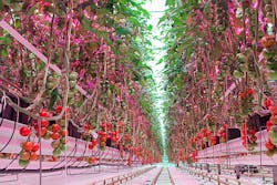 Philips Lighting reports LED lighting grows tastier tomatoes year round
