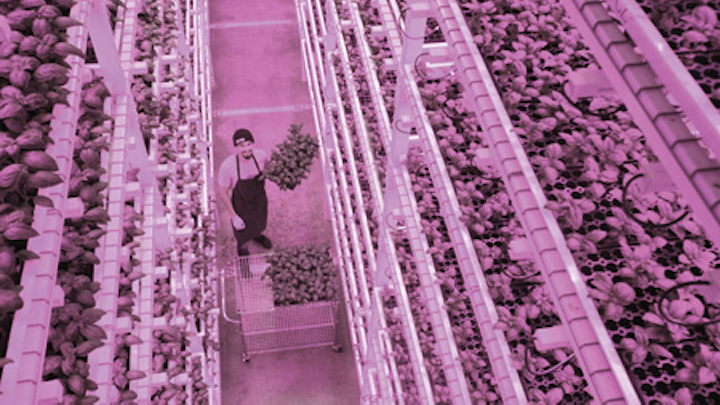 Science advances in matching LED lighting to horticultural needs (MAGAZINE)