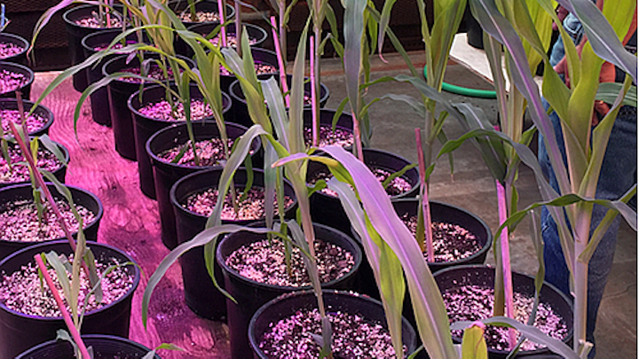 USDA utilizes LumiGrow LED luminaires for horticultural lighting research on corn