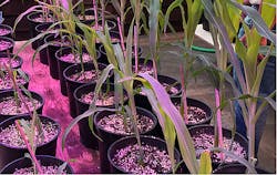 USDA utilizes LumiGrow LED luminaires for horticultural lighting research on corn