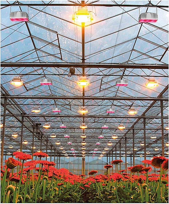 Plessey LEDs support vegetable and flower horticultural lighting applications