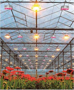 Plessey LEDs support vegetable and flower horticultural lighting applications