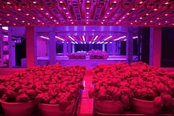 LED horticultural lighting is set to change growing operations by increasing yields