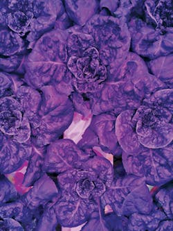 1705ledsf4 Sbfig 1705ledsf4 Sbfig