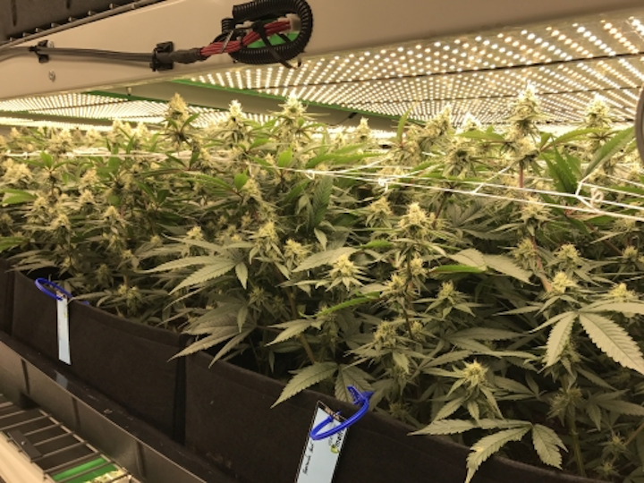 Horticultural LED system brings vertical farming to biomass crops