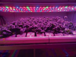 Buyers benefit from LED horticultural lighting guidance