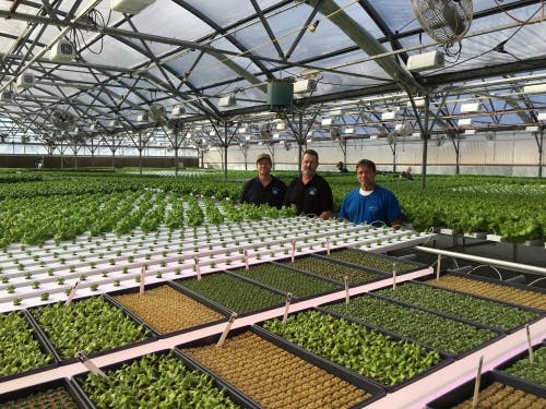Greenhouse boosts lettuce yield with Heliospectra LED based horticultural lighting