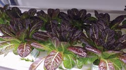 1709ledsf2 Fig4 1709ledsf2 Fig4