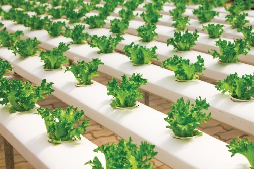 Seoul announces horticultural LEDs; Cree, Lumileds, and Osram show recent newcomers