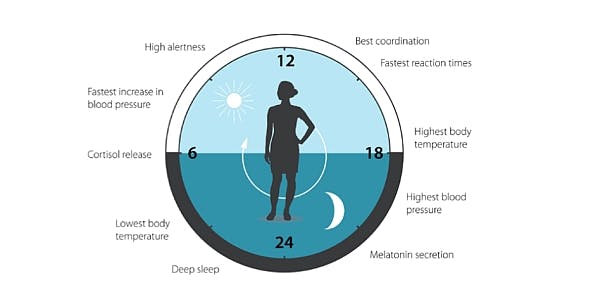 Circadian scientists who have studied light&apos;s impact win Nobel