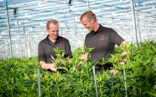 Together2Grow operators have noted a 20% increase in lily yields under supplemental LED horticultural lighting