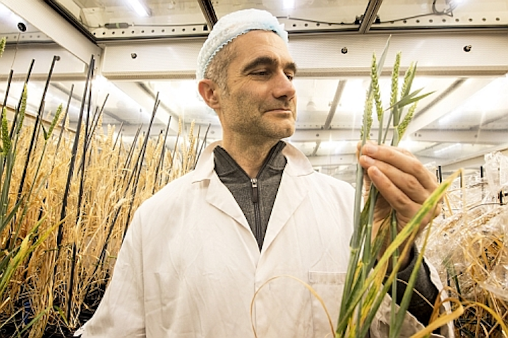 Wheat grows twice as fast under LED horticultural lighting