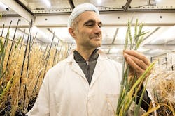 Wheat grows twice as fast under LED horticultural lighting
