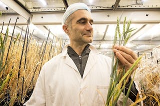Wheat grows twice as fast under LED horticultural lighting