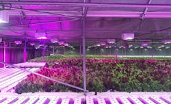 LumiGrow supplies LED horticultural lighting fixtures to Lettuce Work foundation greenhouses