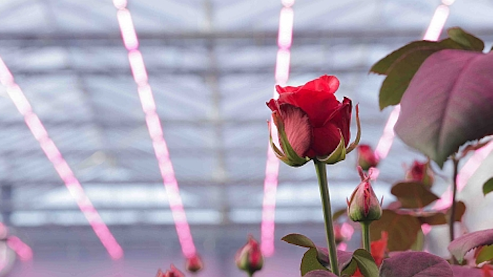 The name of the rose is “bigger” under Philips' specially tuned GreenPower horticultural lighting. (Photo credit: Philips Lighting.)