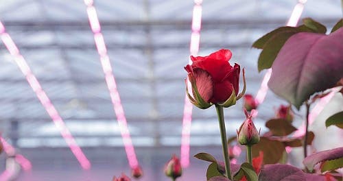 The name of the rose is &ldquo;bigger&rdquo; under Philips&apos; specially tuned GreenPower horticultural lighting. (Photo credit: Philips Lighting.)