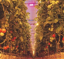 Osram invests in startup using AI for IoT lighting scheme in horticultural operations