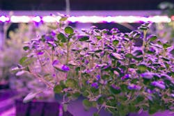 Horticultural lighting news: Current, Signify, Plessey, and LumiGrow projects
