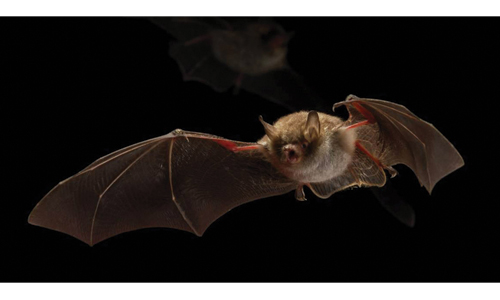 Holland’s newest red-light district is a big boost for bats (MAGAZINE)