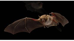 Holland&rsquo;s newest red-light district is a big boost for bats (MAGAZINE)