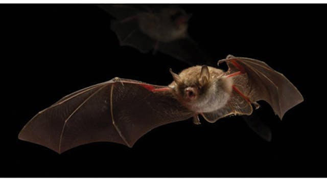 Holland&rsquo;s newest red-light district is a big boost for bats (MAGAZINE)