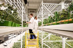 Fluence publishes cannabis horticultural lighting research, names new COO