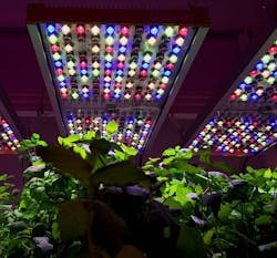 Michigan State Controlled Environment Lighting Laboratory explores LEDs for horticulture