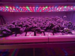 ASABE releases horticultural lighting standards for testing LEDs and SSL modules