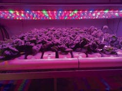 ASABE releases horticultural lighting standards for testing LEDs and SSL modules ASABE releases horticultural lighting standards for testing LEDs and SSL modules