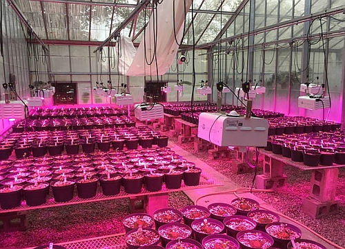 Content Dam Leds Article 2019 1 Ledslumigrownews010219
