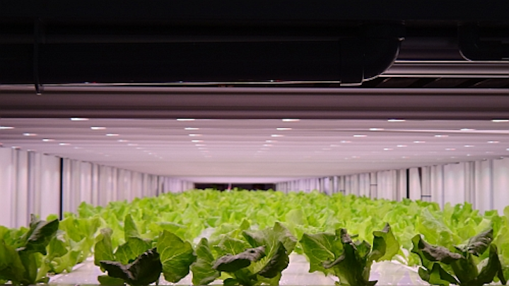 Light recipe delivers clean and fast produce to 7-Eleven stores in Japan