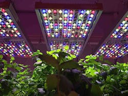 Osram commercializes a horticultural LED luminaire for researchers