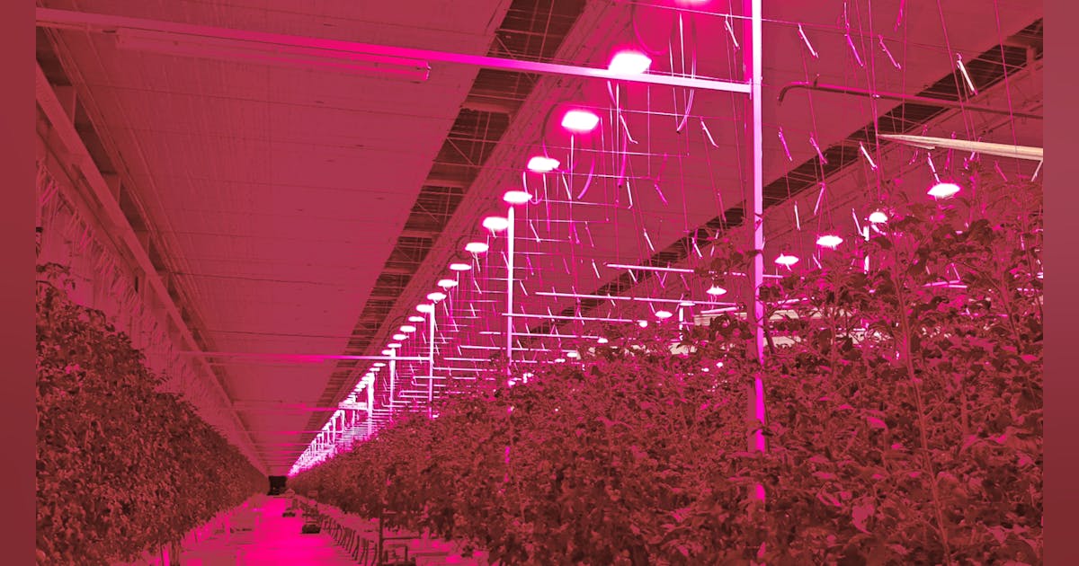 Tomato Masters complete 5.4Ha LED installation with Plessey’s Hyperion ...