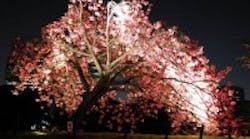 Content Dam Leds En Articles Print Volume 6 Issue 8 Features Leds Illuminate Legendary Cherry Blossoms In Tokyo Leftcolumn Article Thumbnailimage File