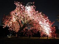 Content Dam Leds En Articles Print Volume 6 Issue 8 Features Leds Illuminate Legendary Cherry Blossoms In Tokyo Leftcolumn Article Thumbnailimage File