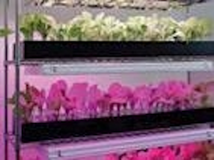 Content Dam Leds En Articles Print Volume 8 Issue 4 Features Precise Led Wavelengths Spur Plant Growth Magazine Leftcolumn Article Thumbnailimage File