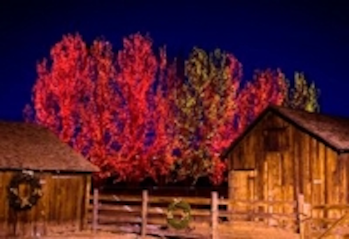 Denver Botanic Gardens Winter Wonderland Features 500k Leds