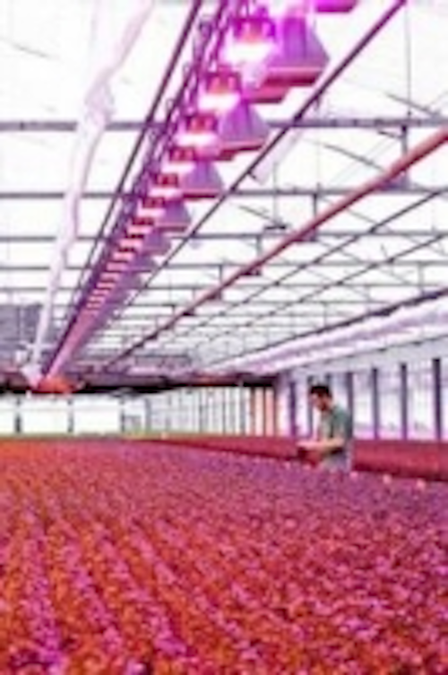 Content Dam Leds En Ugc 2010 09 Highly Efficient Osram Leds Play Important Role In Healthy Plant Growth Leftcolumn Article Thumbnailimage File