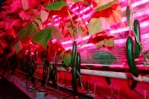Content Dam Leds En Ugc 2010 11 Led Horticultural Lighting Enabled By Osram Opto Semiconductors Leftcolumn Article Thumbnailimage File