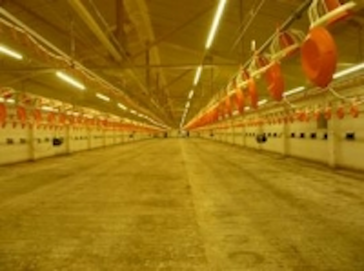 Russian Poultry Farmers Start To Use Led Lighting System Leds Magazine