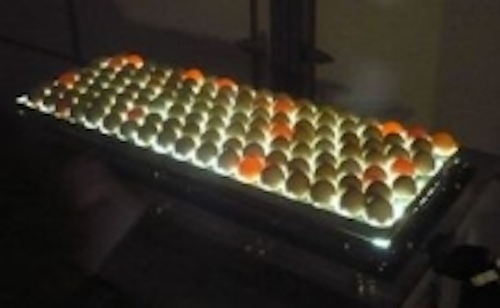 Content Dam Leds En Ugc 2011 11 Reserv Ltd Uses Cree Xlamp Leds For Egg Candling Leftcolumn Article Thumbnailimage File
